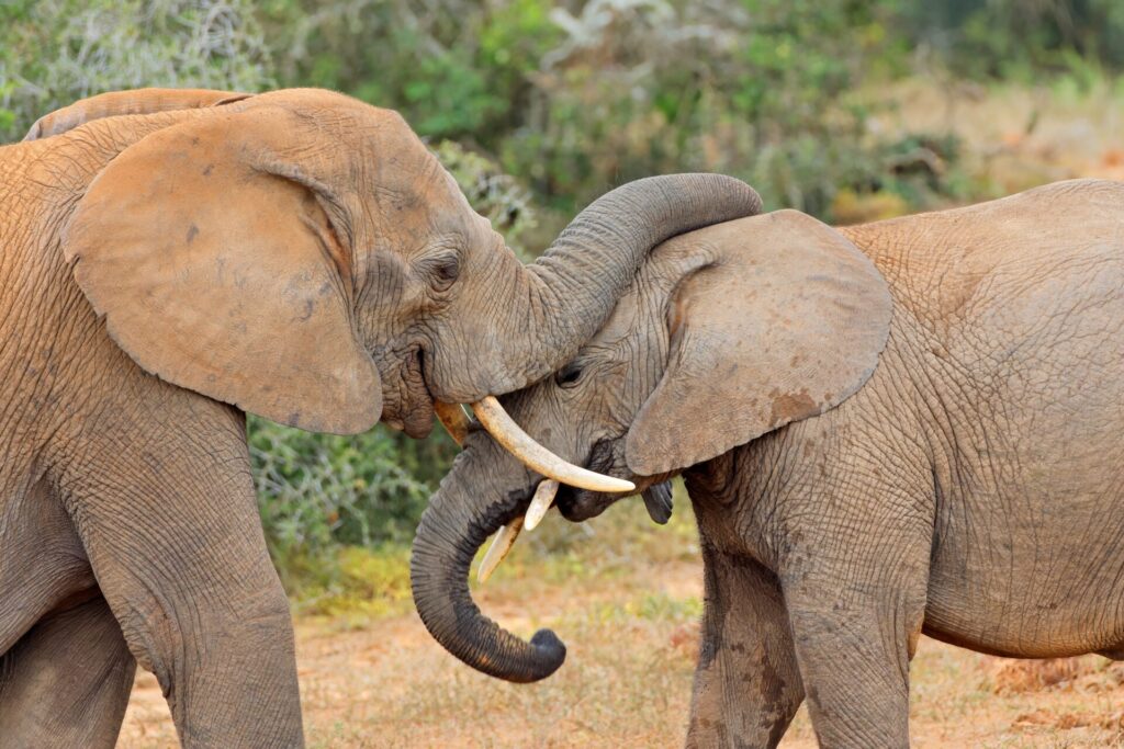 IELTS Animals and Conservation – two elephants locking tusks in the wild
