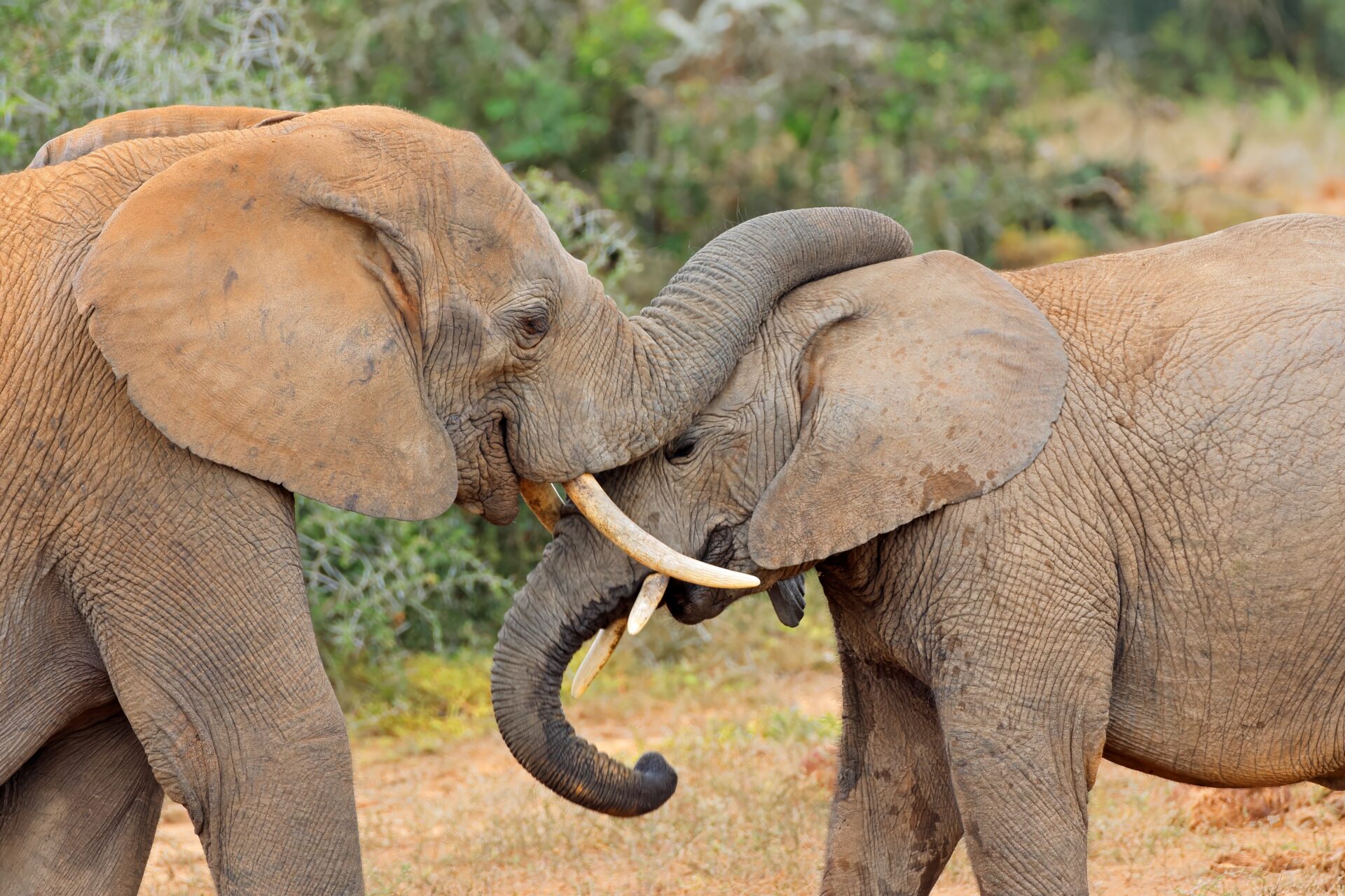 IELTS Animals and Conservation – two elephants locking tusks in the wild