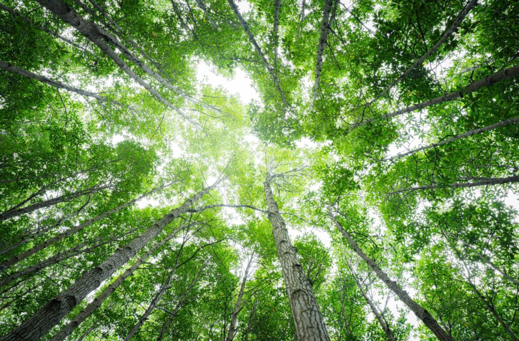 IELTS Environment and Climate Change 2025 – forest trees symbolising sustainability
