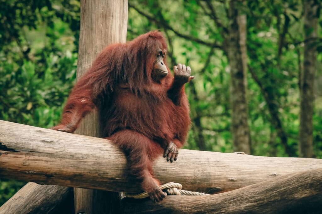 IELTS Animals and Conservation – orangutan on a tree trunk in the forest