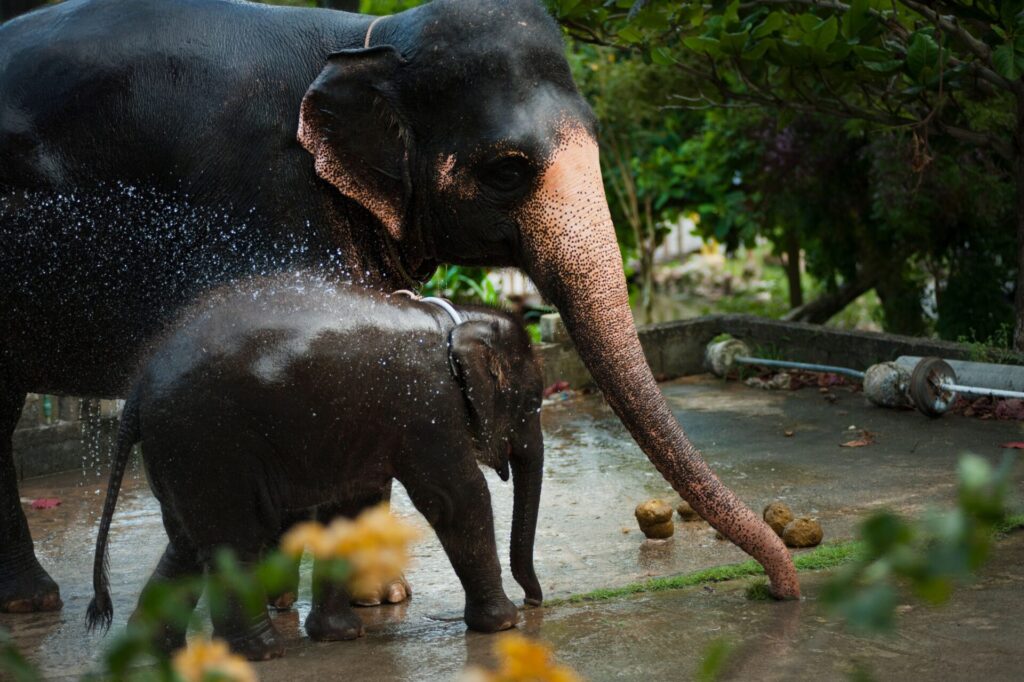English animal vocabulary in Hua Hin